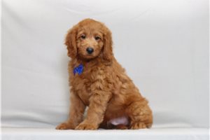 Sask - Goldendoodle, Mini for sale