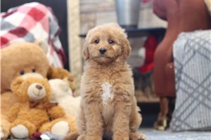 Tasha - Goldendoodle, Mini for sale