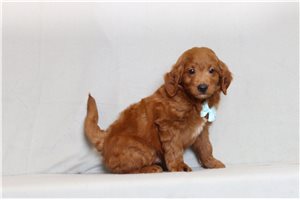Santo - Goldendoodle, Mini for sale