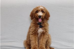 Jesper - Goldendoodle, Mini for sale