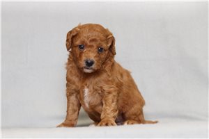 Saray - Goldendoodle, Mini for sale