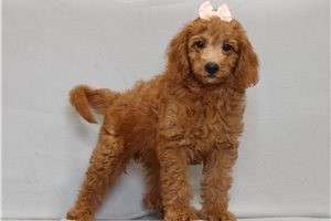 Satin - Mini Goldendoodle for sale