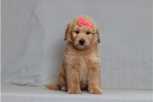 Hope - Goldendoodle, Mini for sale