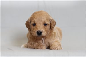 Macy - Goldendoodle, Mini for sale