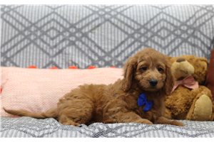 Sask - Goldendoodle, Mini for sale