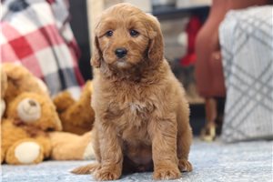 Tami - Goldendoodle, Mini for sale