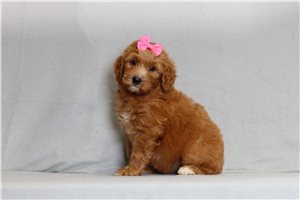 Honey - Goldendoodle, Mini for sale