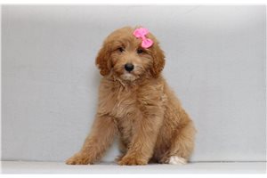 Hazel - Goldendoodle, Mini for sale