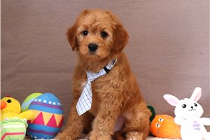 Loki - Goldendoodle, Mini for sale