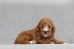 Hamilton - Goldendoodle, Mini for sale