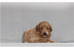 Hazel - Goldendoodle, Mini for sale