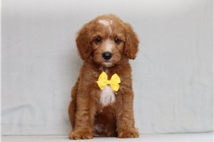 Jerrick - Goldendoodle, Mini for sale