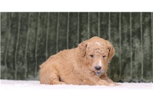 Jensen - Mini Goldendoodle for sale