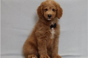 Hayes - Goldendoodle, Mini for sale
