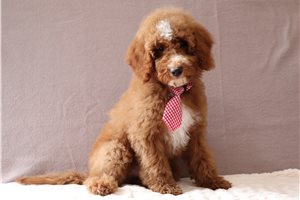 Dalton - Goldendoodle, Mini for sale