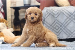 Tamara - Goldendoodle, Mini for sale