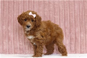 Jillian - Mini Goldendoodle for sale