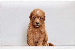 Jetta - Goldendoodle, Mini for sale