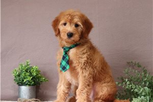 Loki - Goldendoodle, Mini for sale