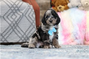 Stuart - Goldendoodle, Mini for sale
