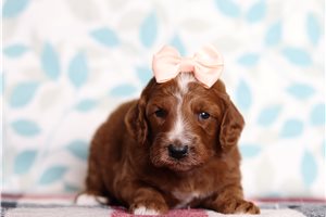 Dottie - Goldendoodle, Mini for sale