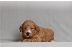 Hannah - Goldendoodle, Mini for sale