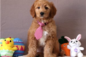 Liam - Goldendoodle, Mini for sale