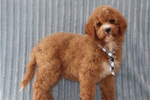Hunter - Goldendoodle, Mini for sale