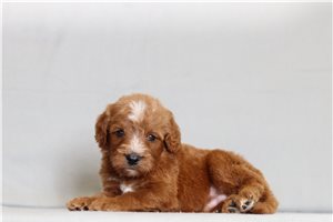 Jerrick - Goldendoodle, Mini for sale