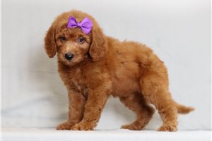 Jillian - Goldendoodle, Mini for sale