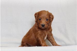 Santo - Goldendoodle, Mini for sale