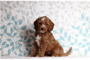 Dalton - Mini Goldendoodle for sale