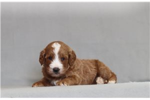 Hook - Goldendoodle, Mini for sale