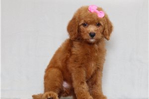 Jezebelle - Goldendoodle, Mini for sale