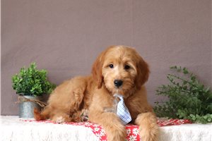 Liam - Goldendoodle, Mini for sale