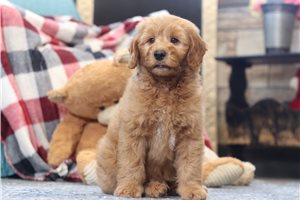 Taron - Goldendoodle, Mini for sale