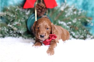 Leonard - Goldendoodle, Mini for sale