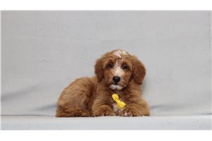 Jesper - Goldendoodle, Mini for sale