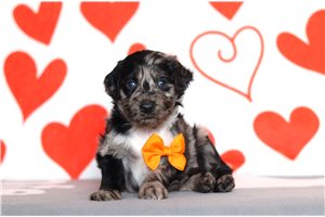 Sesame - Goldendoodle, Mini for sale