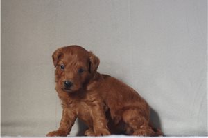 Sass - Goldendoodle, Mini for sale