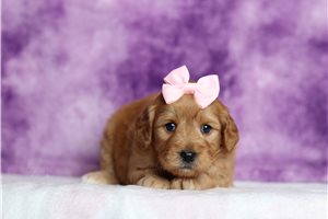 Dawn - Goldendoodle, Mini for sale