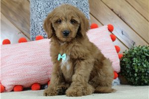 Heath - puppy for sale