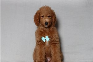 Hayes - Mini Goldendoodle for sale