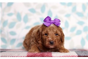 Delta - Mini Goldendoodle for sale