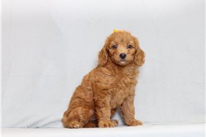 Satin - Goldendoodle, Mini for sale