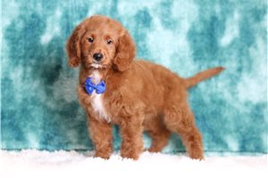 Connery - Goldendoodle, Mini for sale