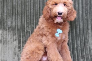 Hamilton - Goldendoodle, Mini, placed in Zanesville / Cambridge