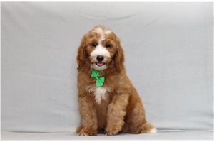 Holt - Goldendoodle, Mini for sale