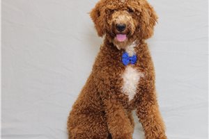 Dalton - Goldendoodle, Mini for sale