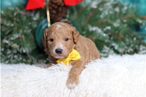 Lionel - Goldendoodle, Mini for sale